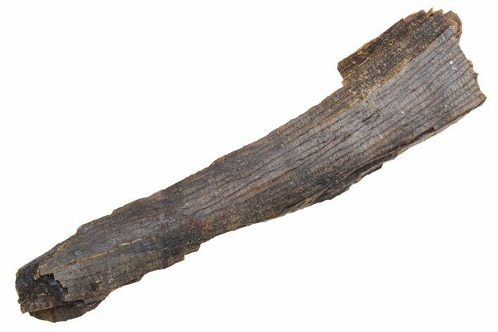 Tyrannosaur Tooth Fragment - Judith River Formation #231275